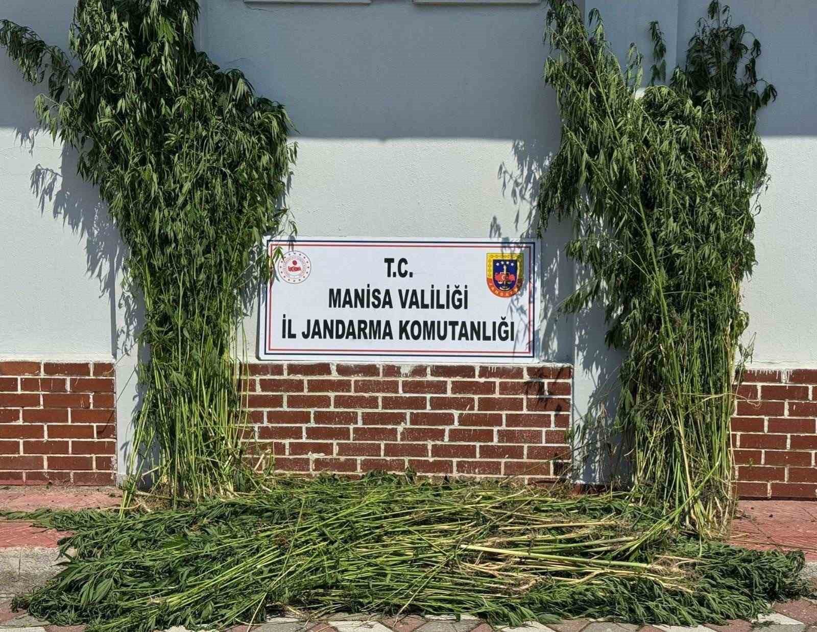 Soma’da 1.620 kök kenevir ele geçirildi