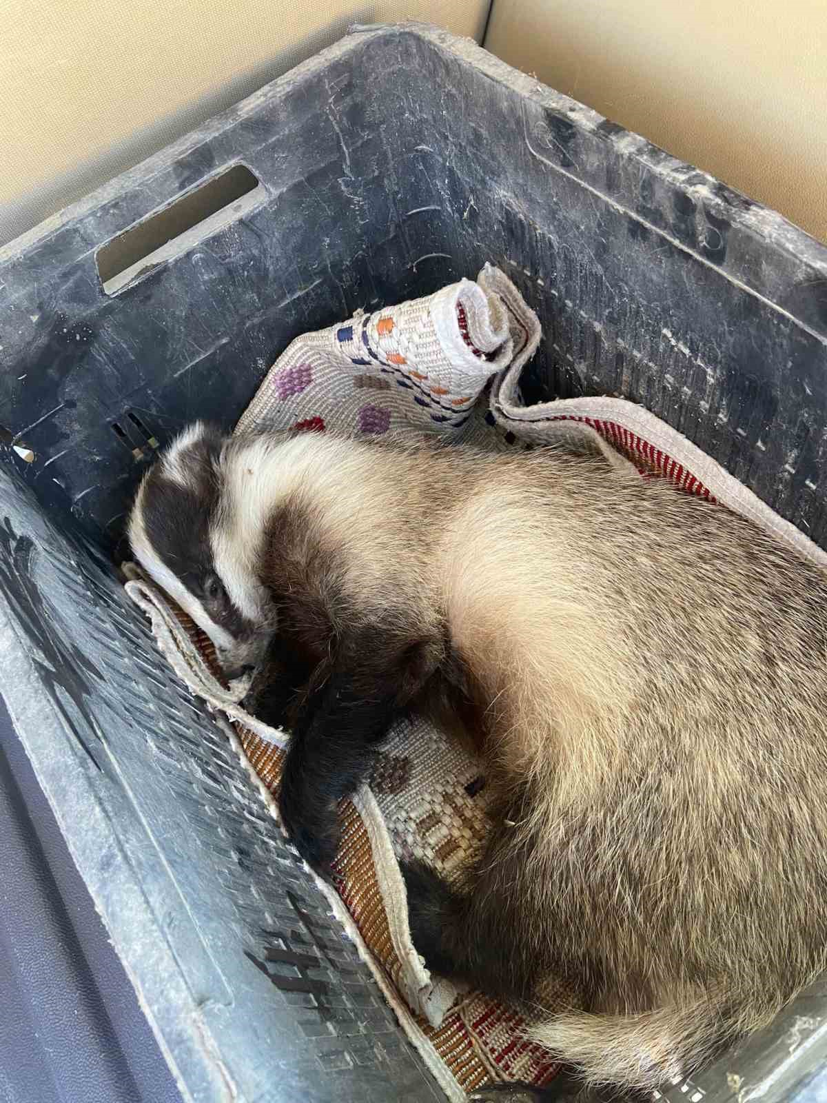 Aracın çarptığı porsuk yaralandı