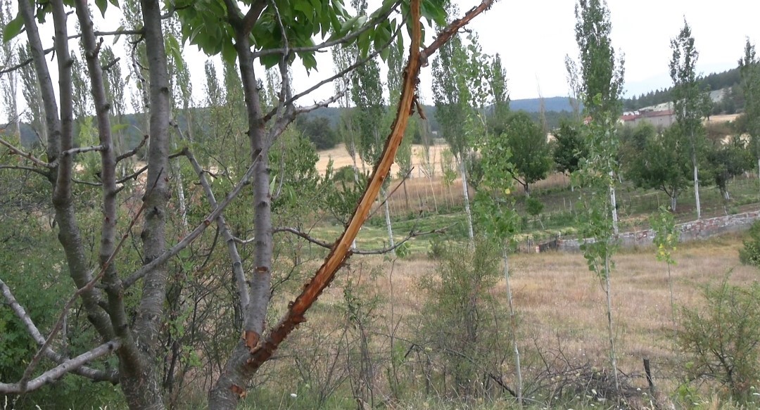 Çiftçilerin bahçesine zarar veren şüphelinin geyik olduğu ortaya çıktı