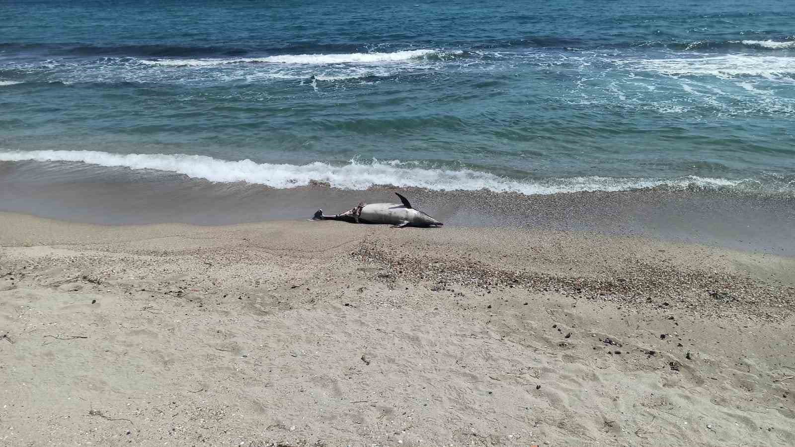 Tekirdağ’da ölü yunus sahile vurdu