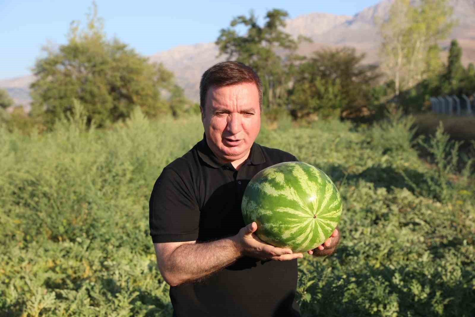 Erzincan&rsquo;ın bereketli topraklarında &uuml;retilen karpuzun hasadı başladı

