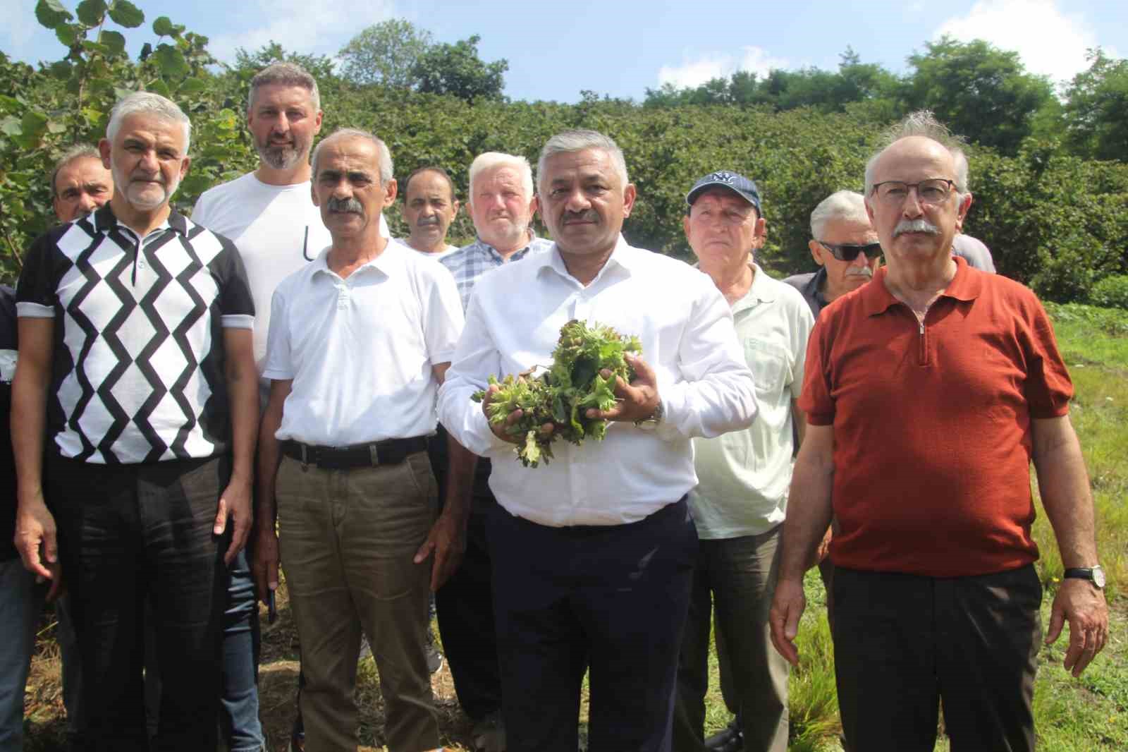 Soydan: "Üreticiler kontrollü hareket ederse, fındık fiyatları taban fiyatın üzerine çıkar"