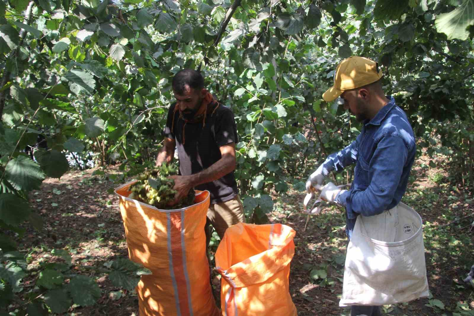 Soydan: "&Uuml;reticiler kontroll&uuml; hareket ederse, fındık fiyatları taban fiyatın &uuml;zerine &ccedil;ıkar"
