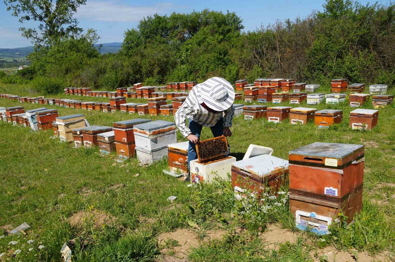Kastamonu’da kestane balında üretim sezonu sona erdi: Rekolte her yıl azalıyor