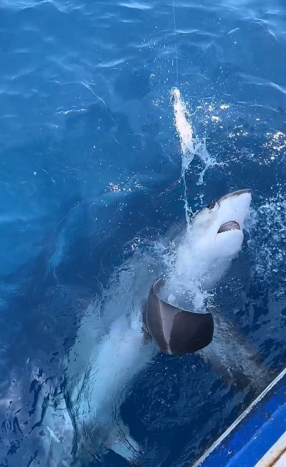 G&ouml;k&ccedil;eada a&ccedil;ıklarında kılı&ccedil; balığı avı sırasında oltaya sapan k&ouml;pek balığı takıldı
