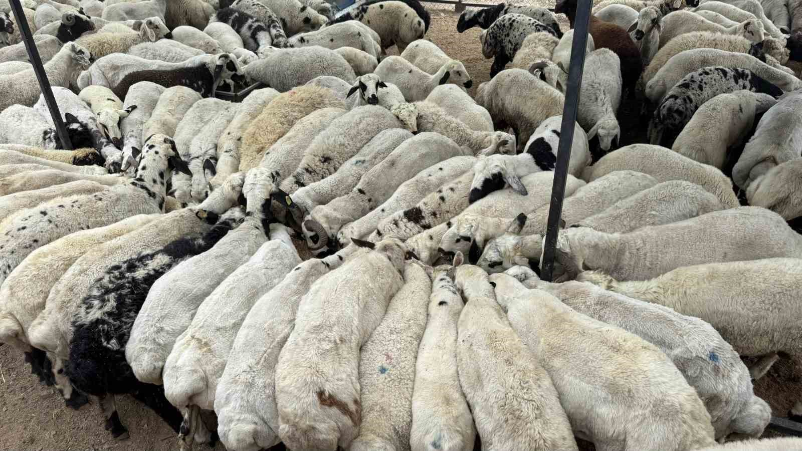 Adana’da şap hastalığı görüldü: Hayvan hareketliliği kısıtlandı