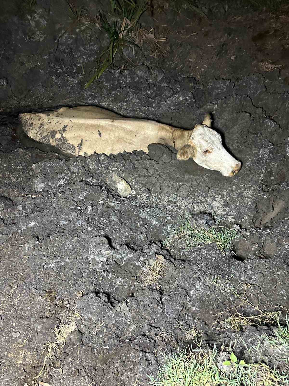 Zonguldak&rsquo;ta kaybolan b&uuml;y&uuml;kbaş hayvan bataklıkta bulundu
