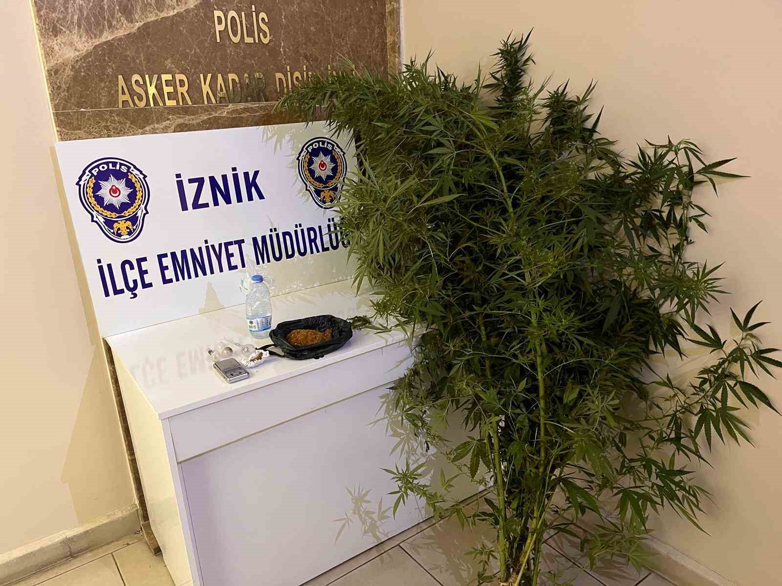 Bahçesinde hint keneviri yetiştiren kişiler tutuklandı