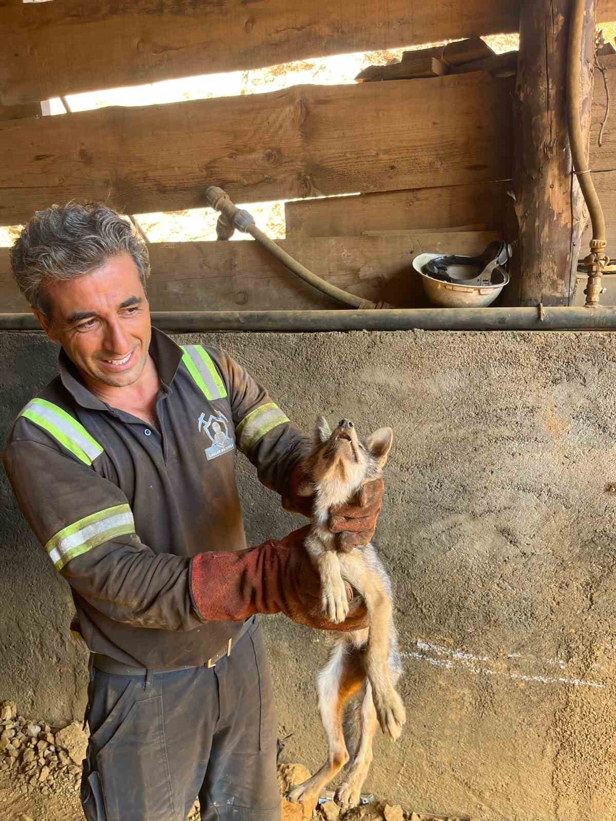 Hakkari&rsquo;de iki kayanın arasına sıkışan tilkiyi orman iş&ccedil;ileri kurtardı
