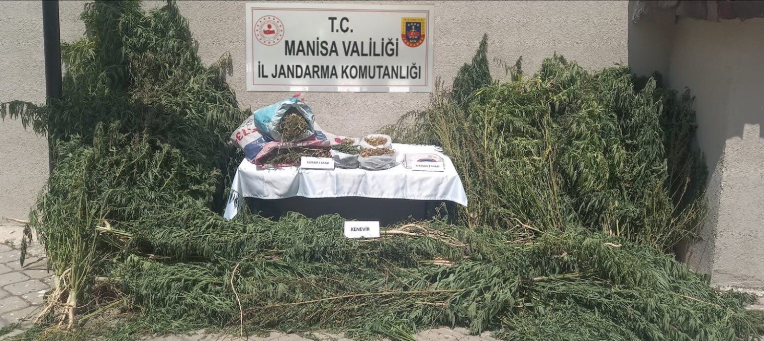 Gördes’te jandarmadan kenevir operasyonu