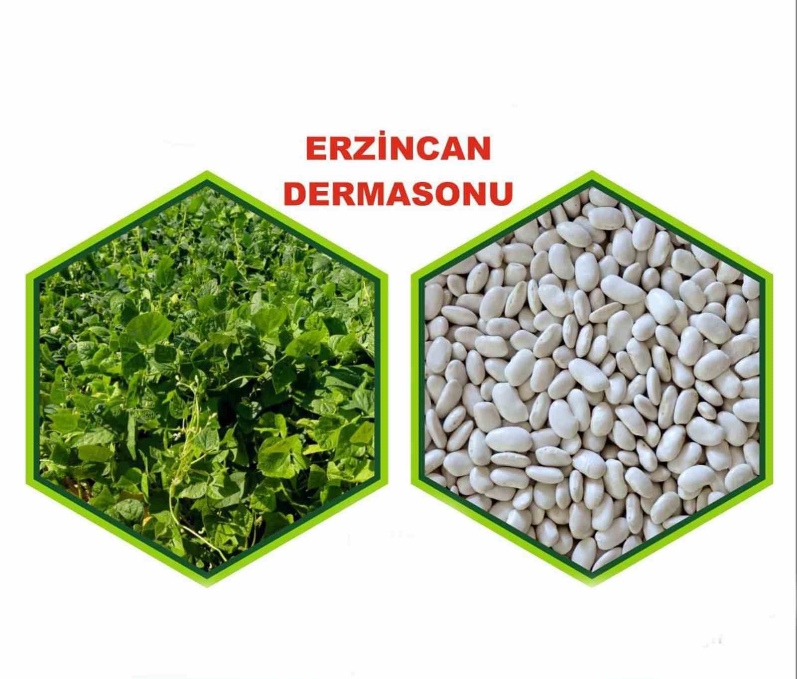 Erzincan’da yetiştirilen fasulye tescillendi