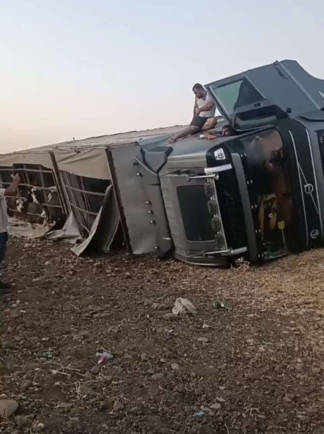 Siverek’te büyükbaş hayvan yüklü tır devrildi