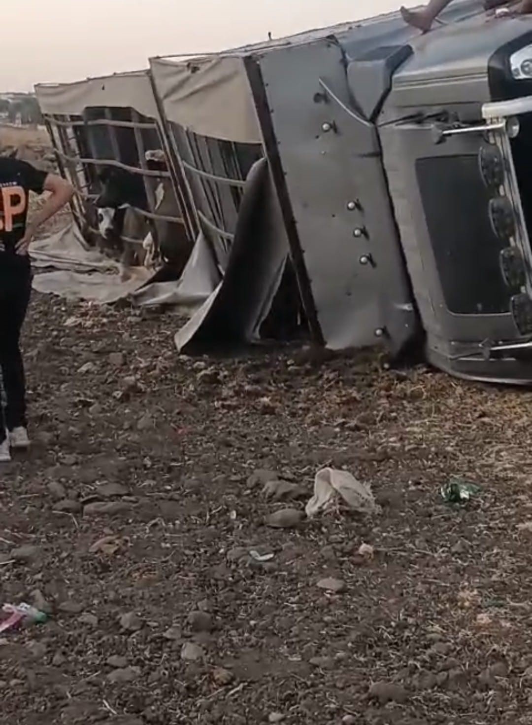 Siverek&rsquo;te b&uuml;y&uuml;kbaş hayvan y&uuml;kl&uuml; tır devrildi
