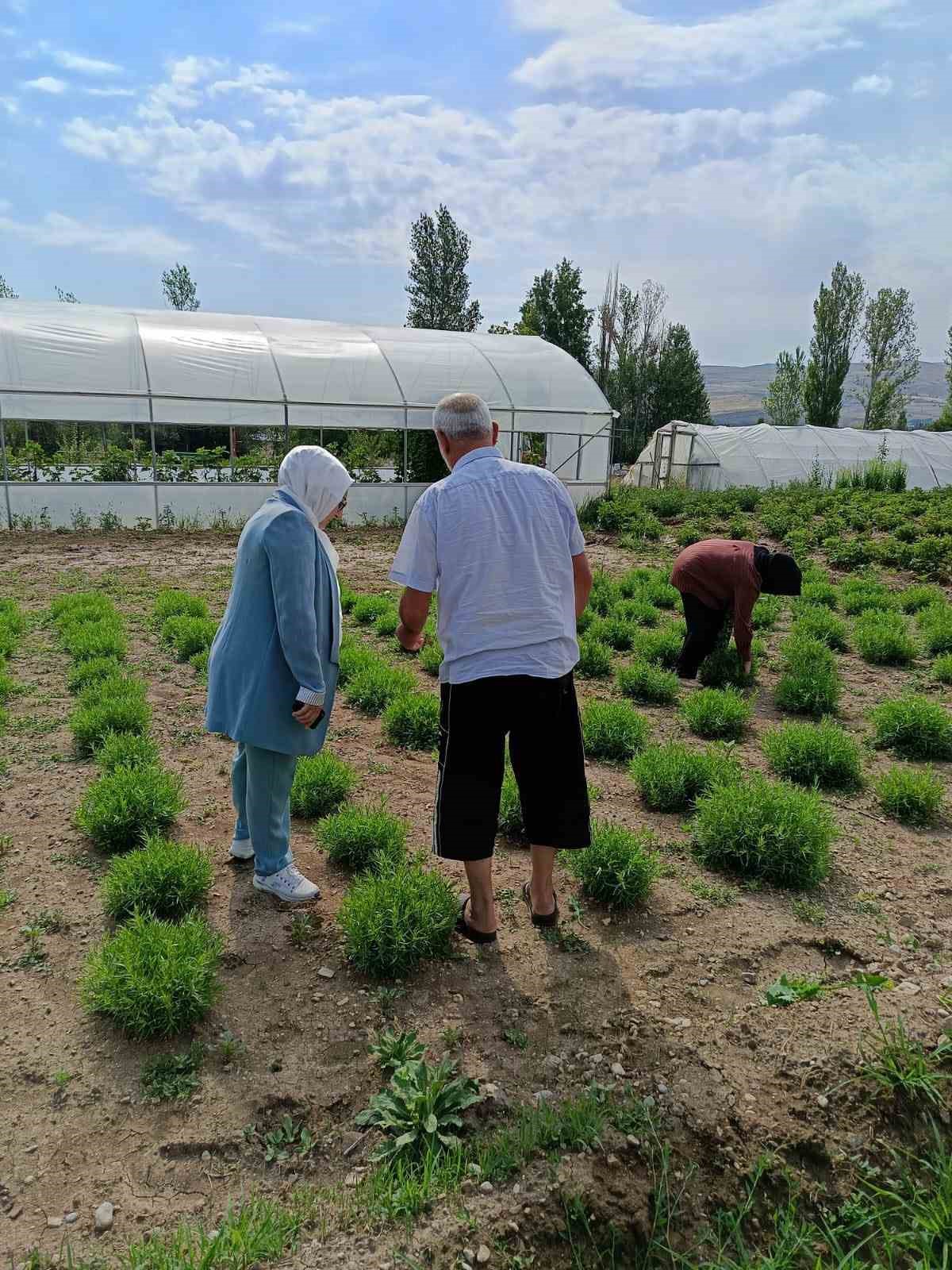 &lsquo;Bayburt Tarhunu&rsquo; coğrafi işaret tescilinin ardından ilk kez denetlendi
