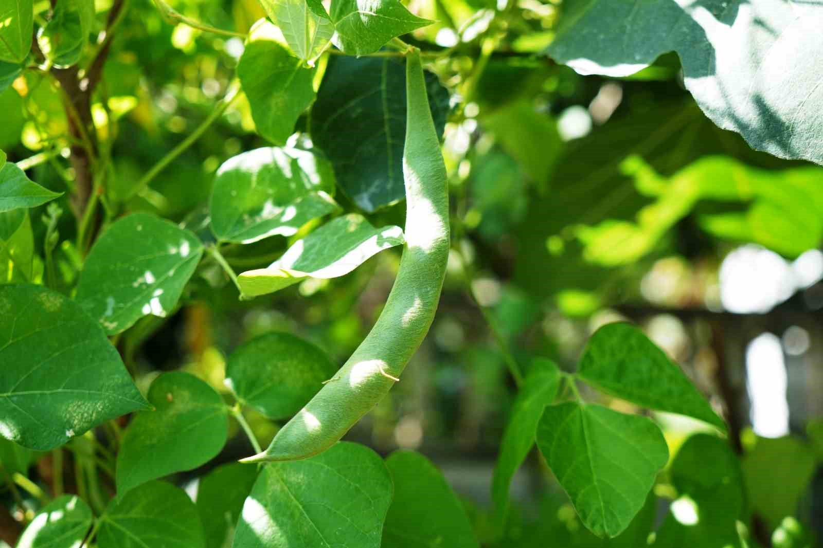 &lsquo;Olmaz&rsquo; denileni yaptı: Samsun&rsquo;daki evini tropikal bah&ccedil;eye &ccedil;evirdi
