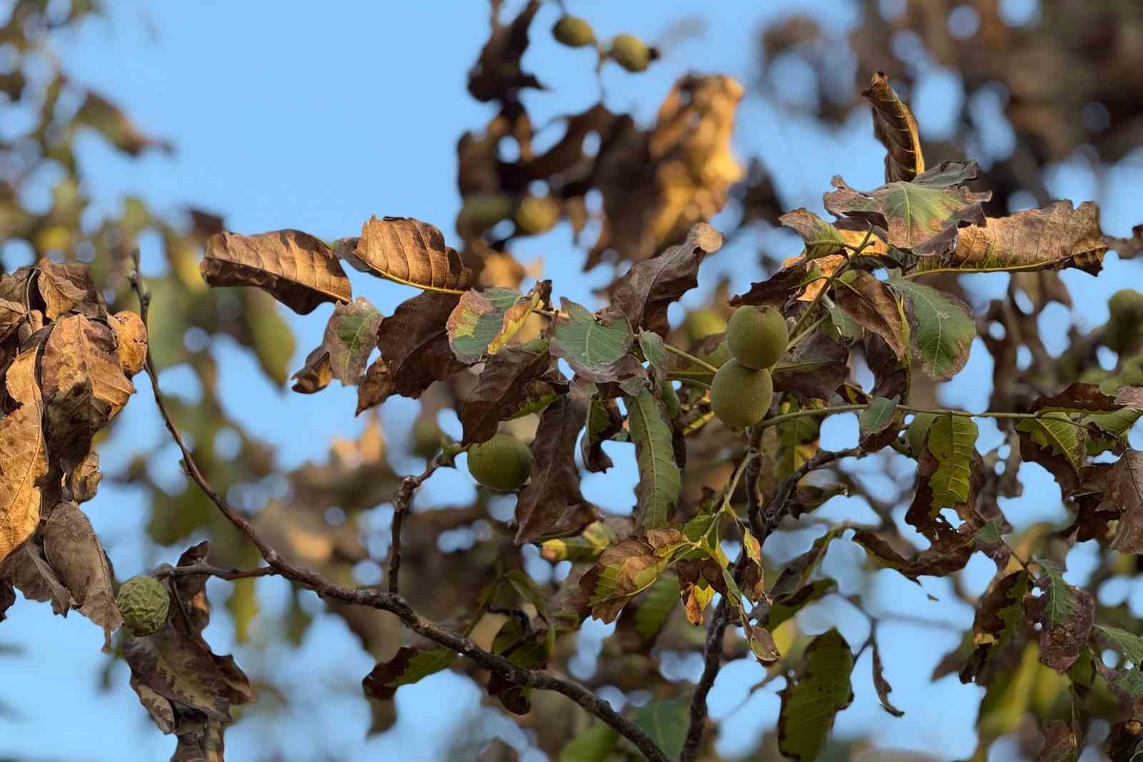 Sıcaklardan etkilenen ceviz ağaçlarının yaprakları ile meyveleri kurudu
