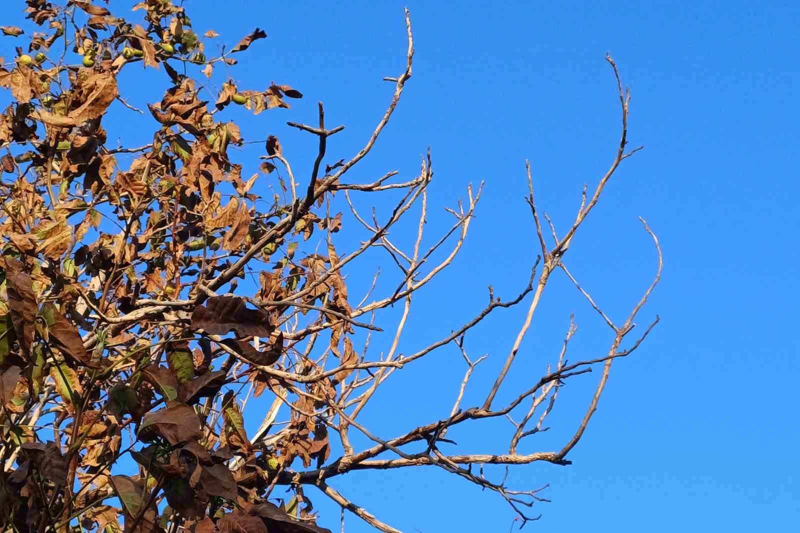 Sıcaklardan etkilenen ceviz ağa&ccedil;larının yaprakları ile meyveleri kurudu
