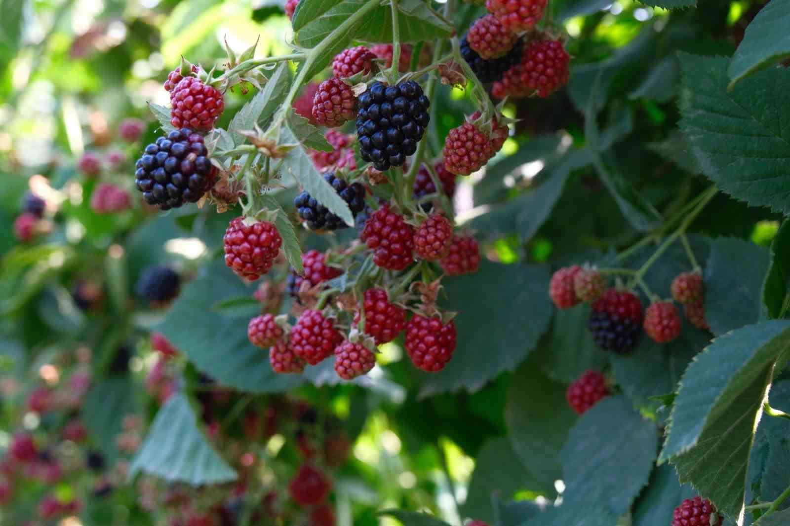 Böğürtlenin merkez üssünde hasat başladı