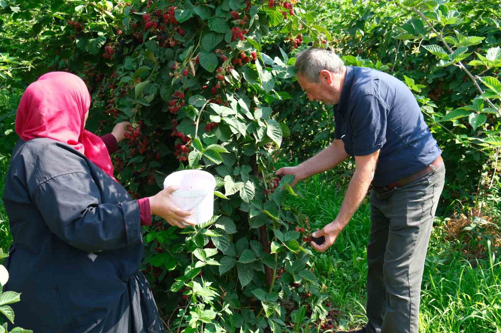Böğürtlenin merkez üssünde hasat başladı