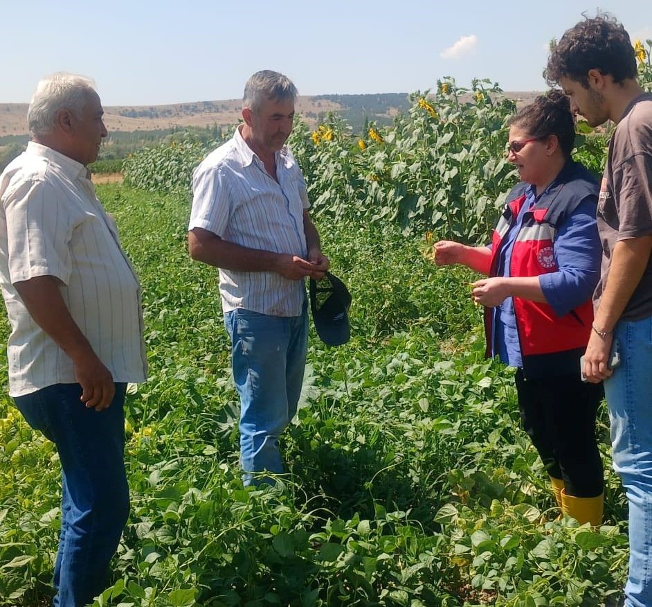 Kütahya’da fasulye ve mısır tarlalarında hastalık ve zararlı kontrolü