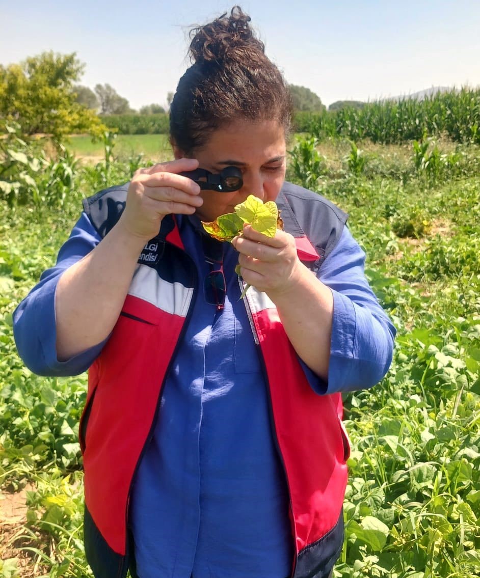 K&uuml;tahya&rsquo;da fasulye ve mısır tarlalarında hastalık ve zararlı kontrol&uuml;
