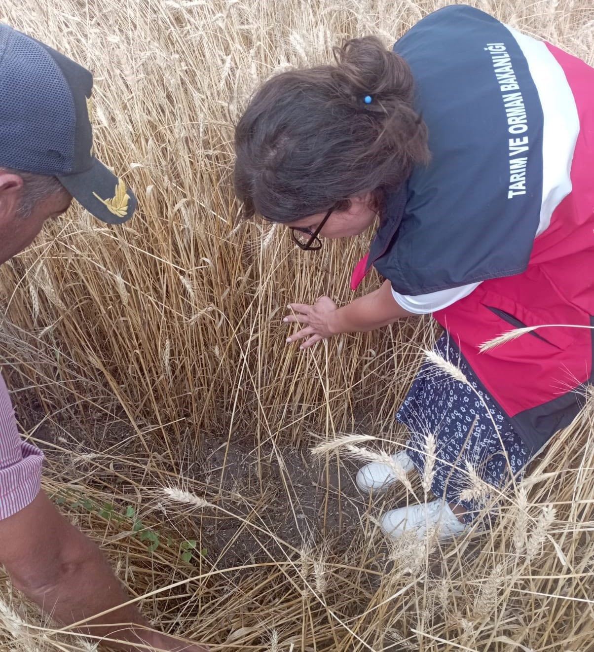 Aslanapa&rsquo;da dolu ve sel afeti sonrası tarım arazilerinde hasar tespiti
