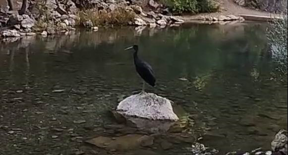 Nesli tükenme tehlikesi altındaki kara leylekler, Bozkır’da görüntülendi