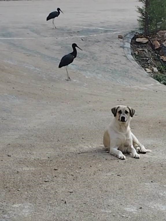 Nesli t&uuml;kenme tehlikesi altındaki kara leylekler, Bozkır&rsquo;da g&ouml;r&uuml;nt&uuml;lendi
