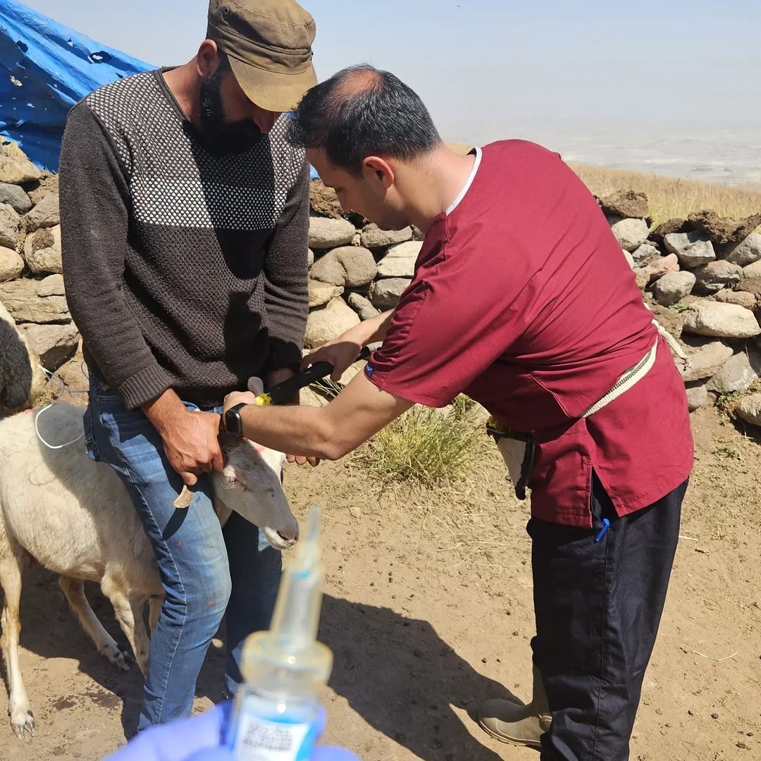Diyadin’de küçükbaş hayvanlara kimlik ve sağlık takibi