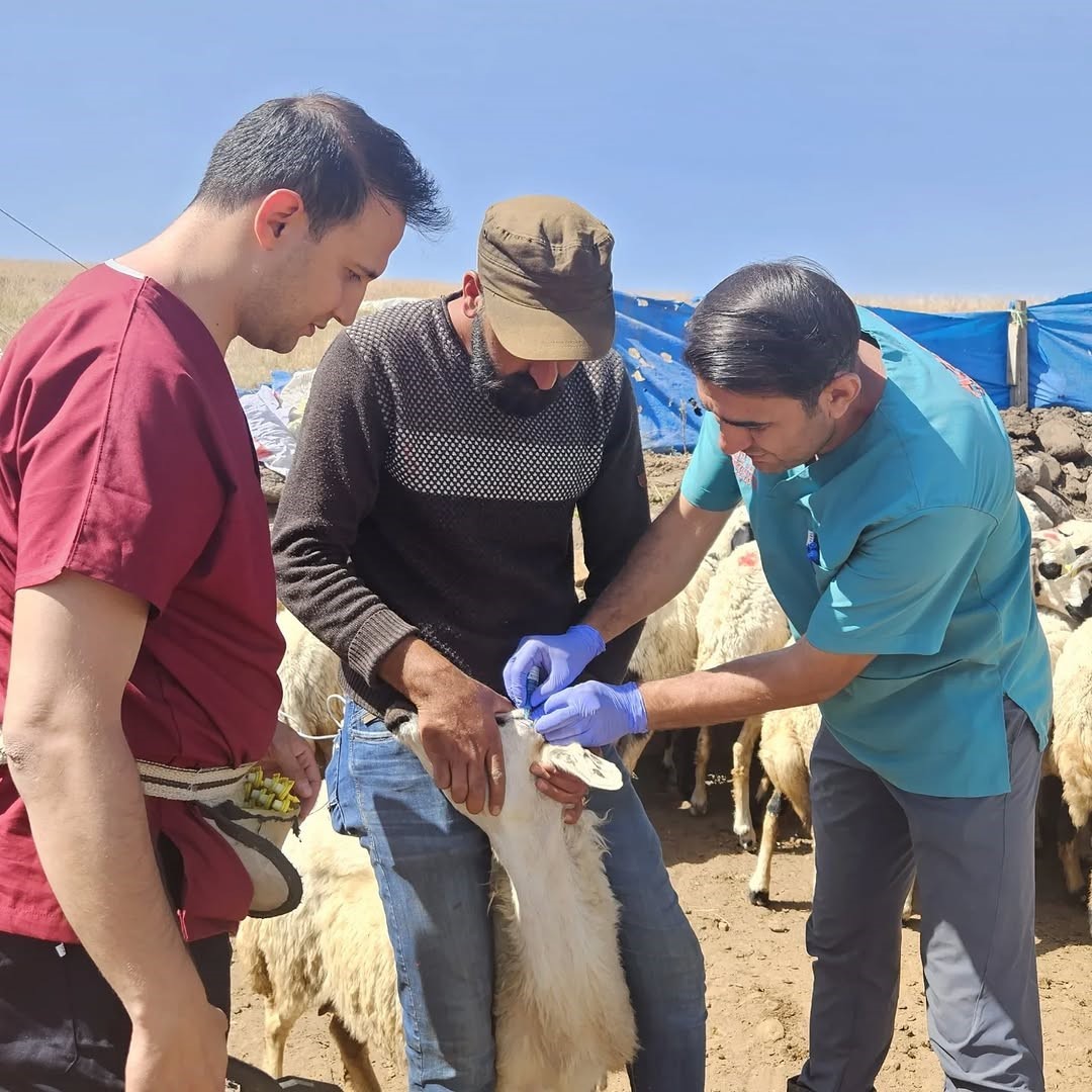 Diyadin&rsquo;de k&uuml;&ccedil;&uuml;kbaş hayvanlara kimlik ve sağlık takibi
