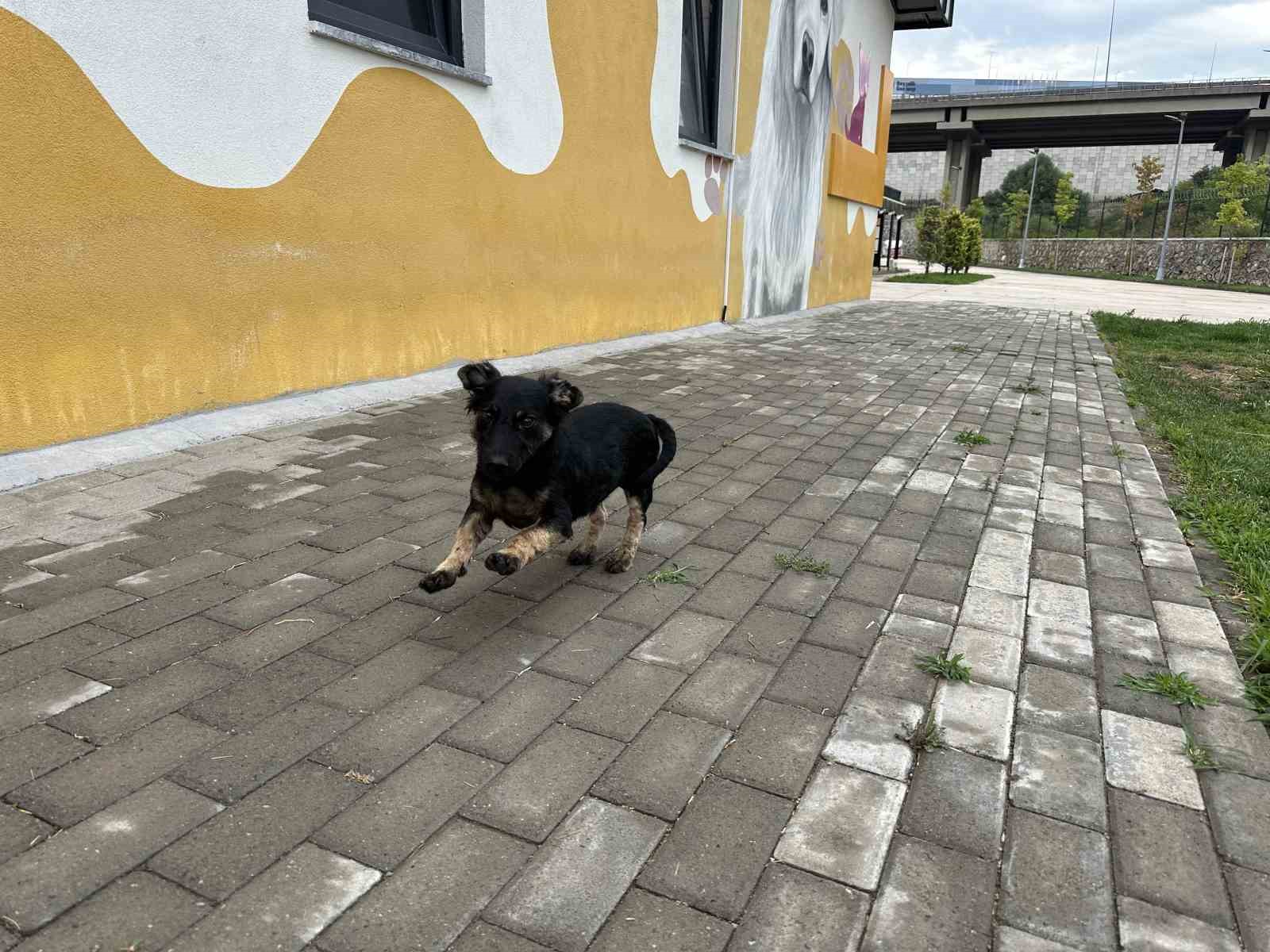 Zifte bulanan yavru köpek rehabilitasyon merkezinde yaşama tutundu
