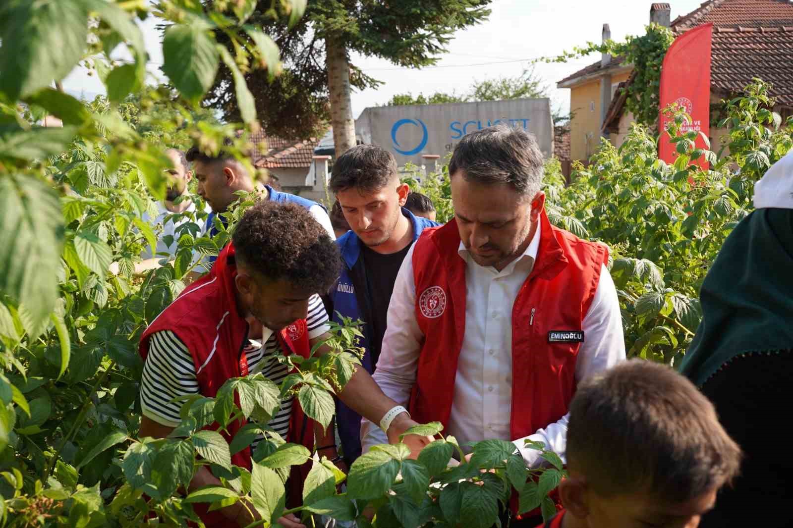 Bakan Yardımcısı Eminoğlu trakt&ouml;rle tarlaya gidip, gen&ccedil;lerle hasat yaptı
