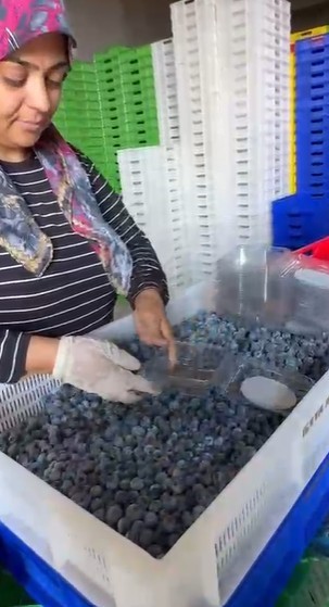 K&uuml;&ccedil;&uuml;k bir kasabadan b&uuml;y&uuml;k bir pazara: Elmalı&rsquo;nın mavi altını yaban mersini
