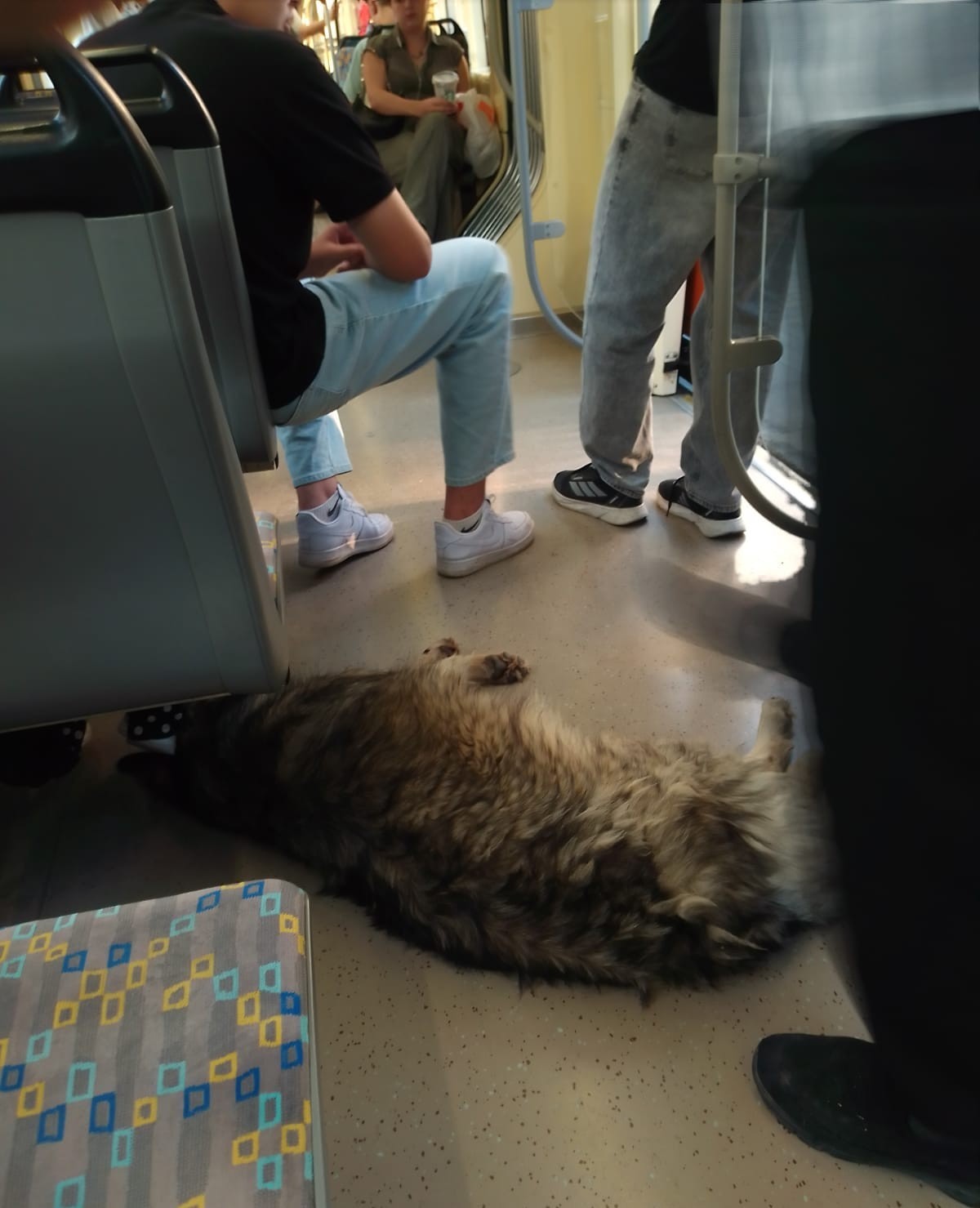 Sıcaktan bunalan köpek tramvaya sığındı