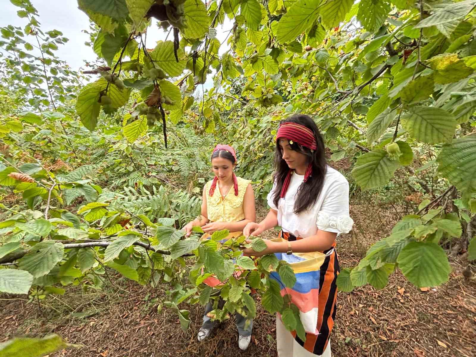 Trabzon’da coğrafi işaretli Arsin Foşa fındığının hasadı başladı