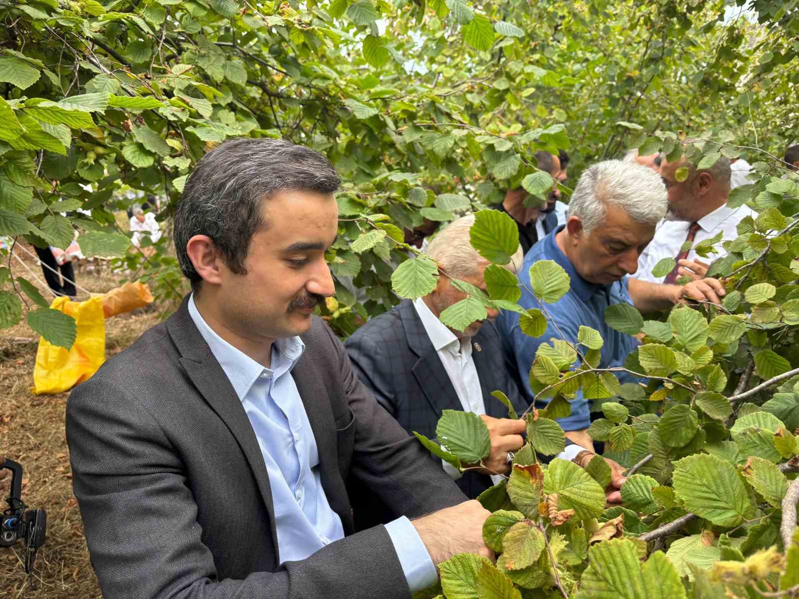 Trabzon’da coğrafi işaretli Arsin Foşa fındığının hasadı başladı