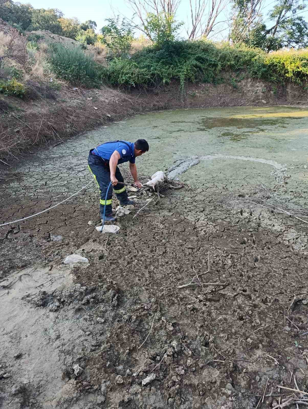 Balçıkta mahsur kalan kuzu operasyonla kurtarıldı