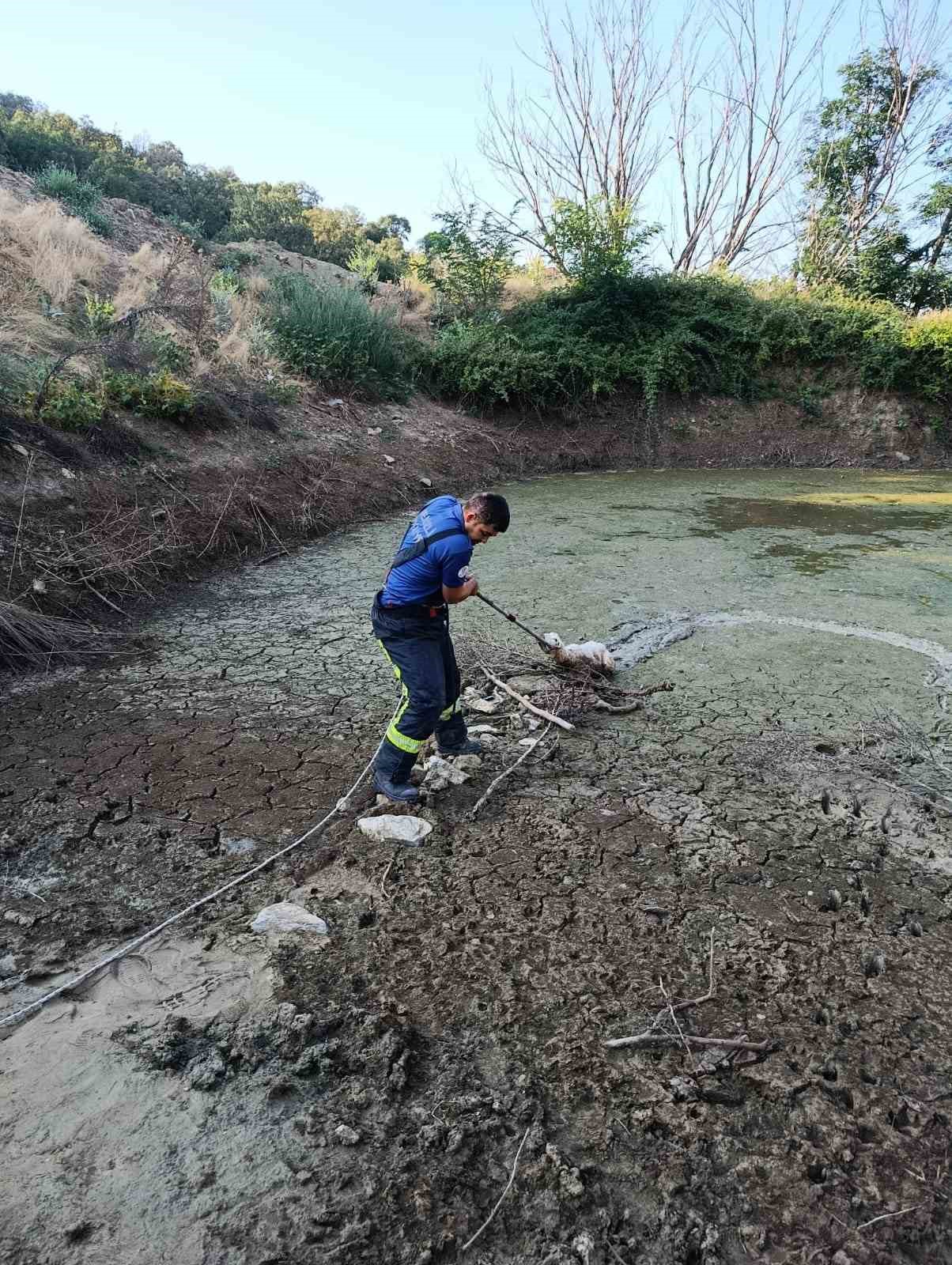 Bal&ccedil;ıkta mahsur kalan kuzu operasyonla kurtarıldı
