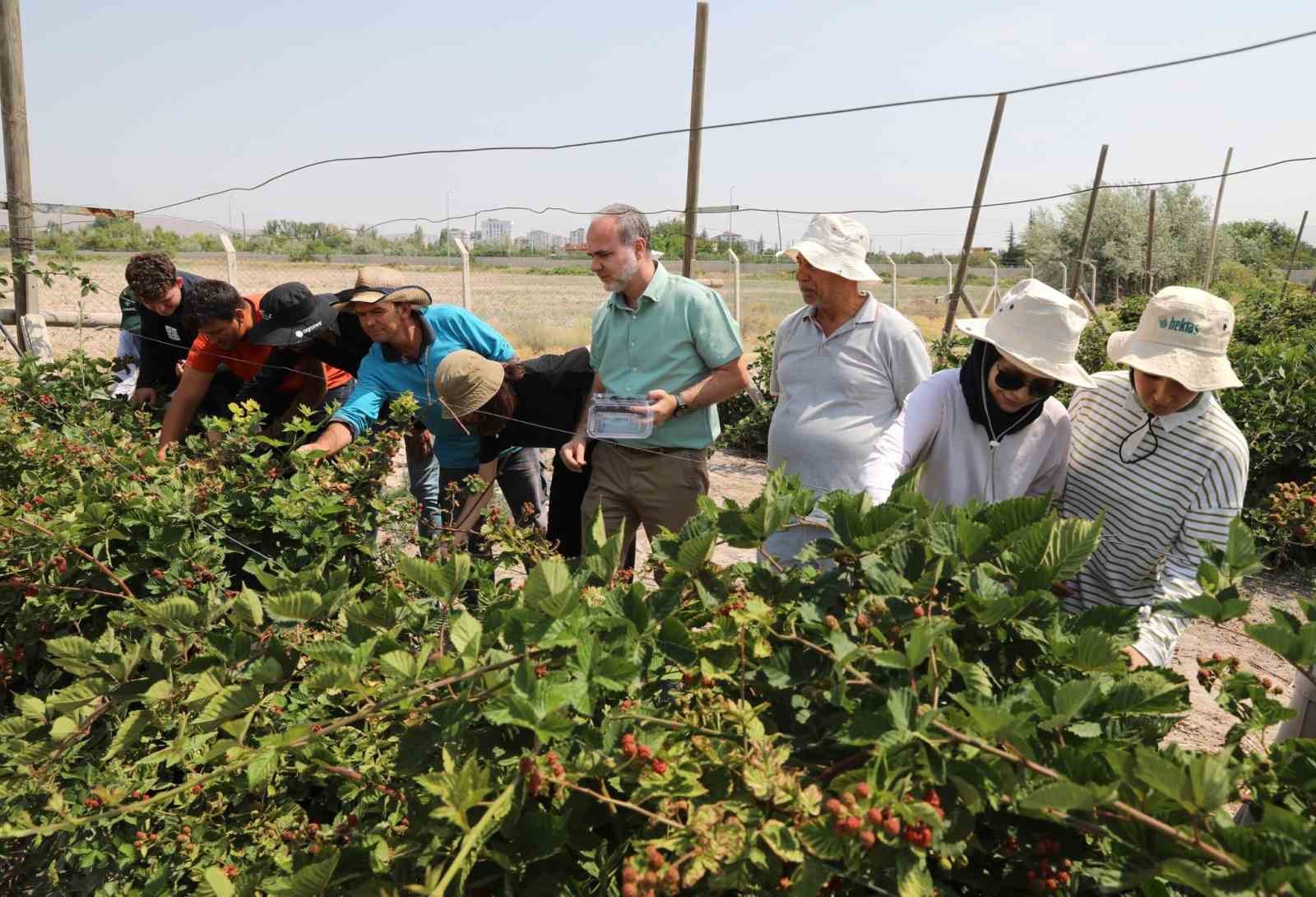 NÖHÜ’de böğürtlen hasadı başladı