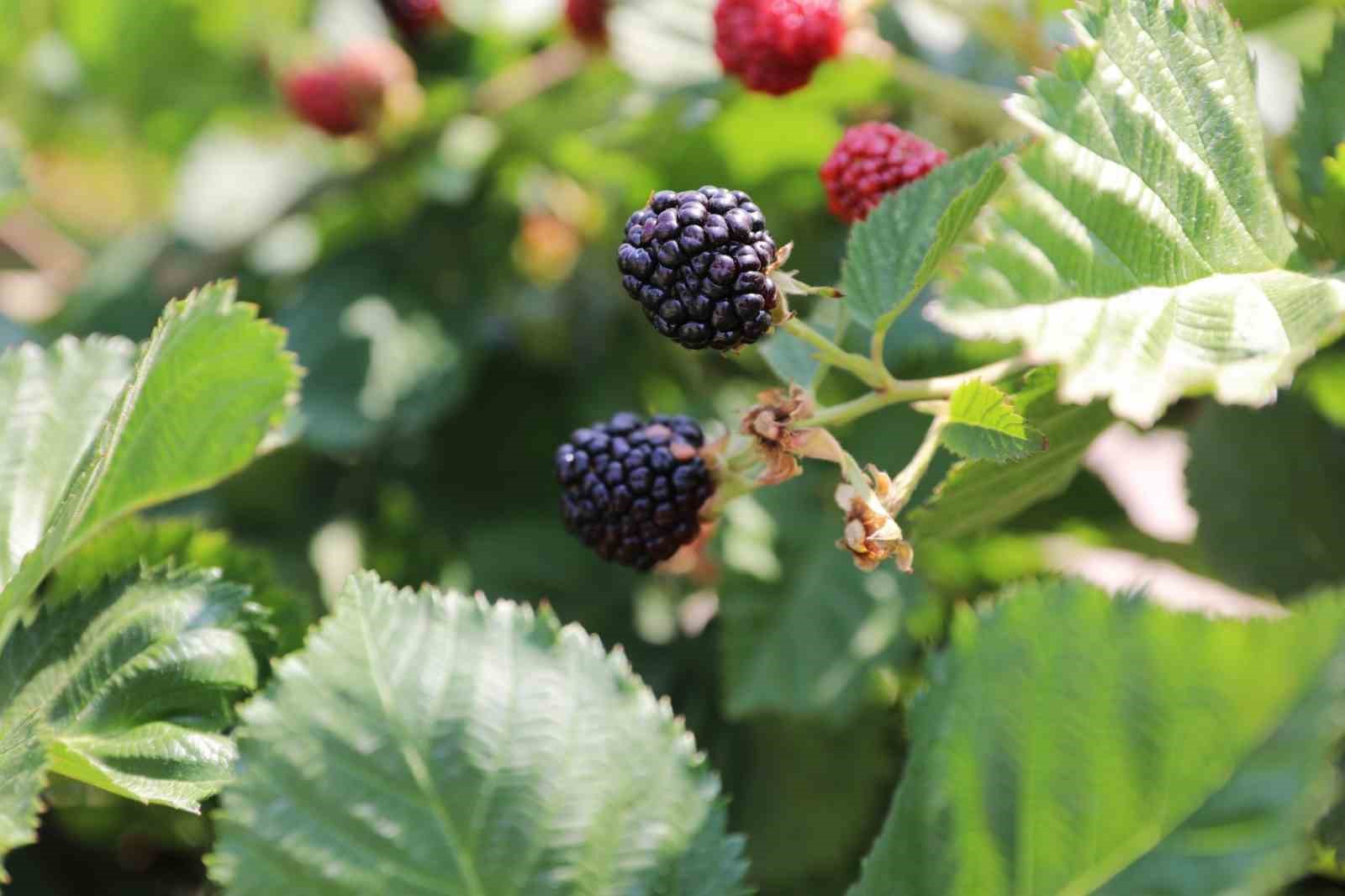 N&Ouml;H&Uuml;&rsquo;de b&ouml;ğ&uuml;rtlen hasadı başladı
