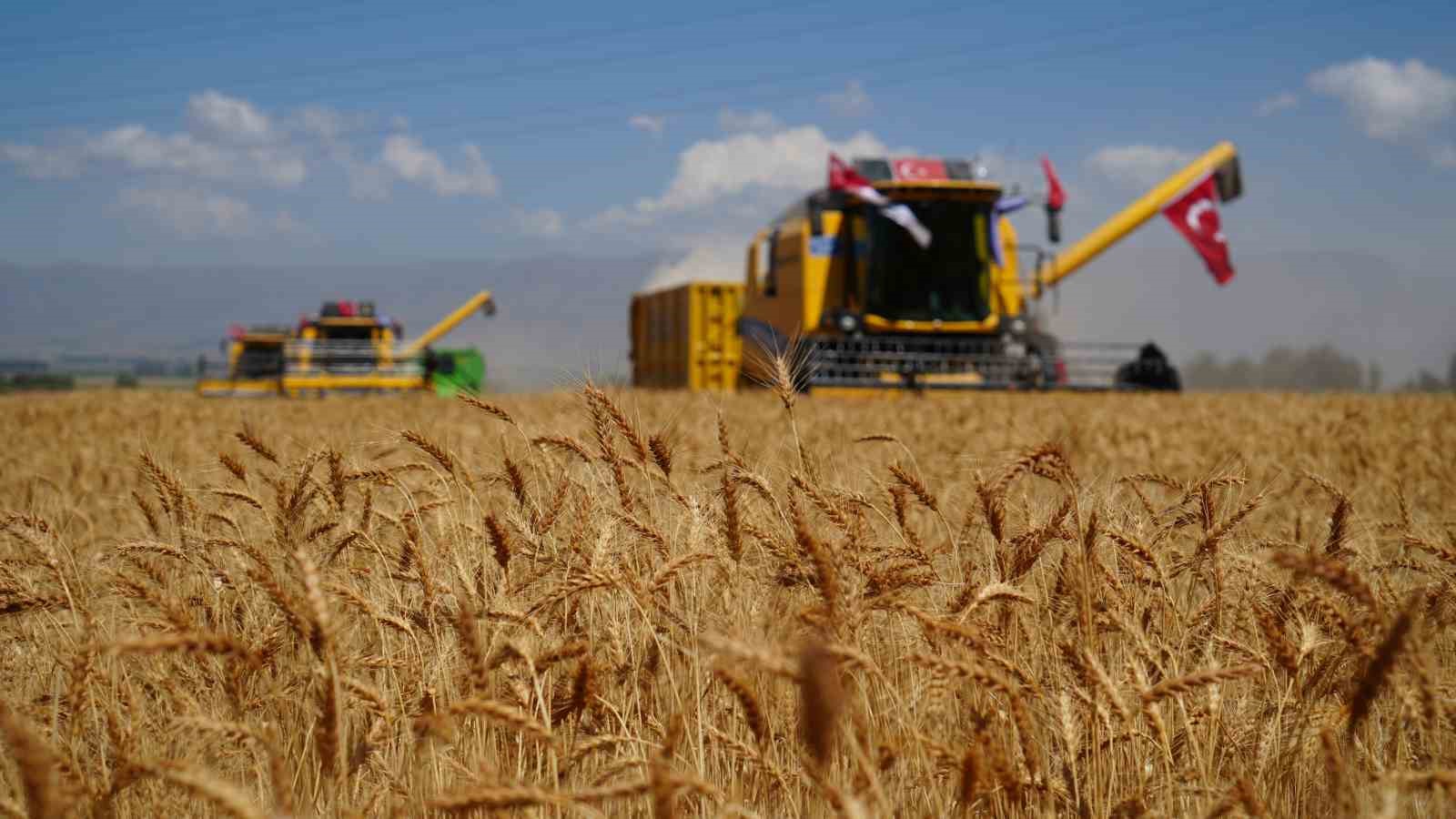 Atatürk Üniversitesi’nde buğday hasadı vakti