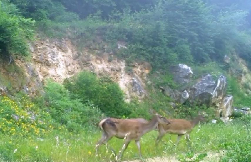 Kızıl geyikleri fotokapan g&ouml;r&uuml;nt&uuml;ledi
