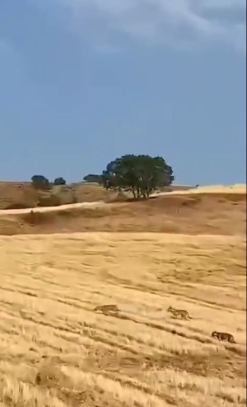 Muş’ta çoban ve köpekler, kurt saldırısını önledi