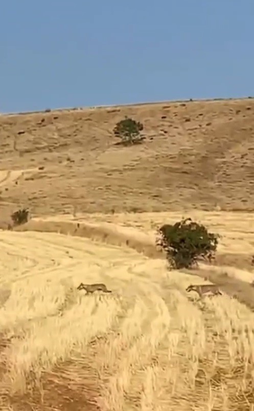 Muş&rsquo;ta &ccedil;oban ve k&ouml;pekler, kurt saldırısını &ouml;nledi
