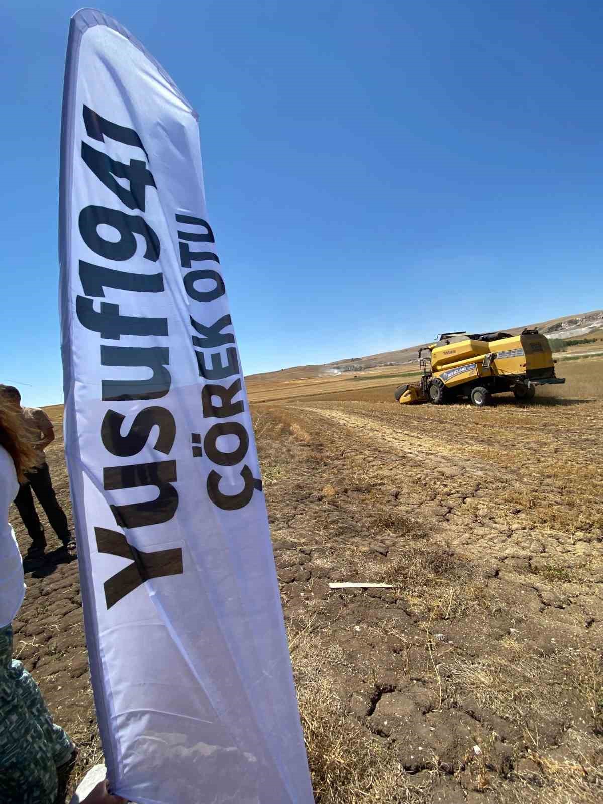 Alaca&rsquo;da y&uuml;ksek verimli &ccedil;&ouml;rek otunda hasat başladı
