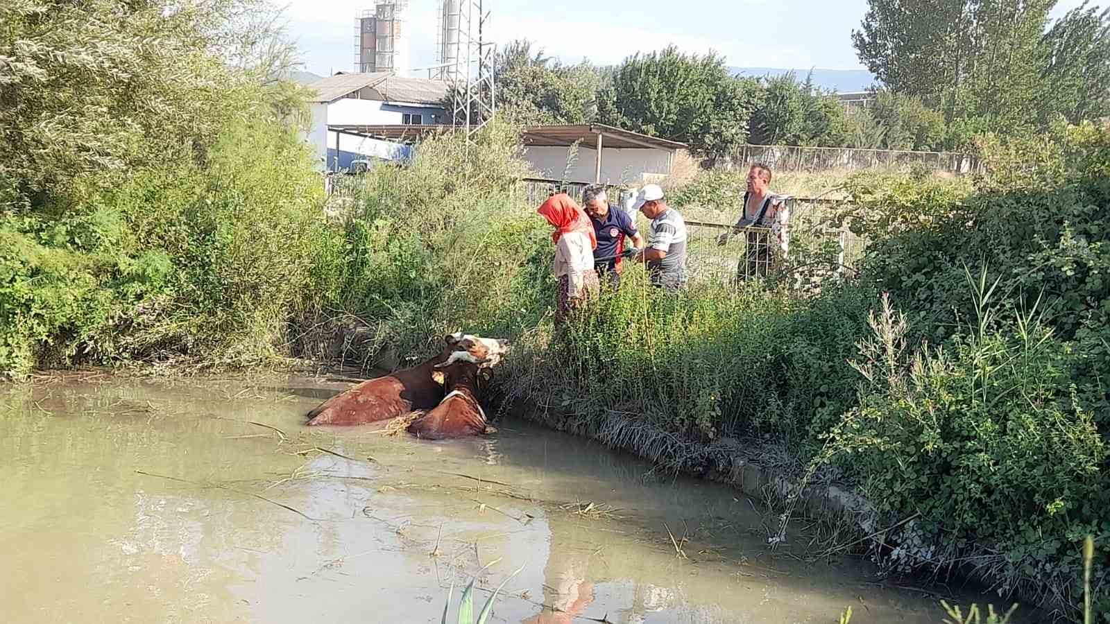 Gölete düşen inekler kepçe ile kurtarıldı
