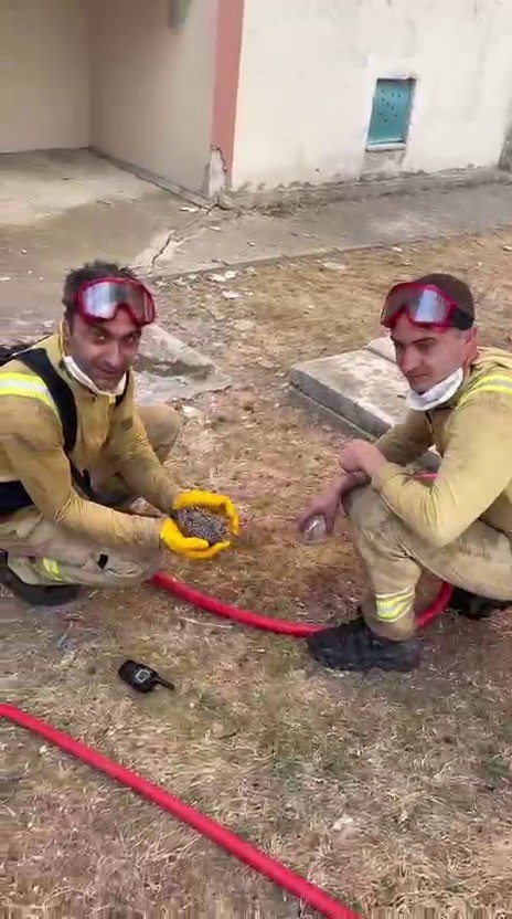 Yangından kurtarılan yaralı kirpiye orman iş&ccedil;ileri su i&ccedil;irdi
