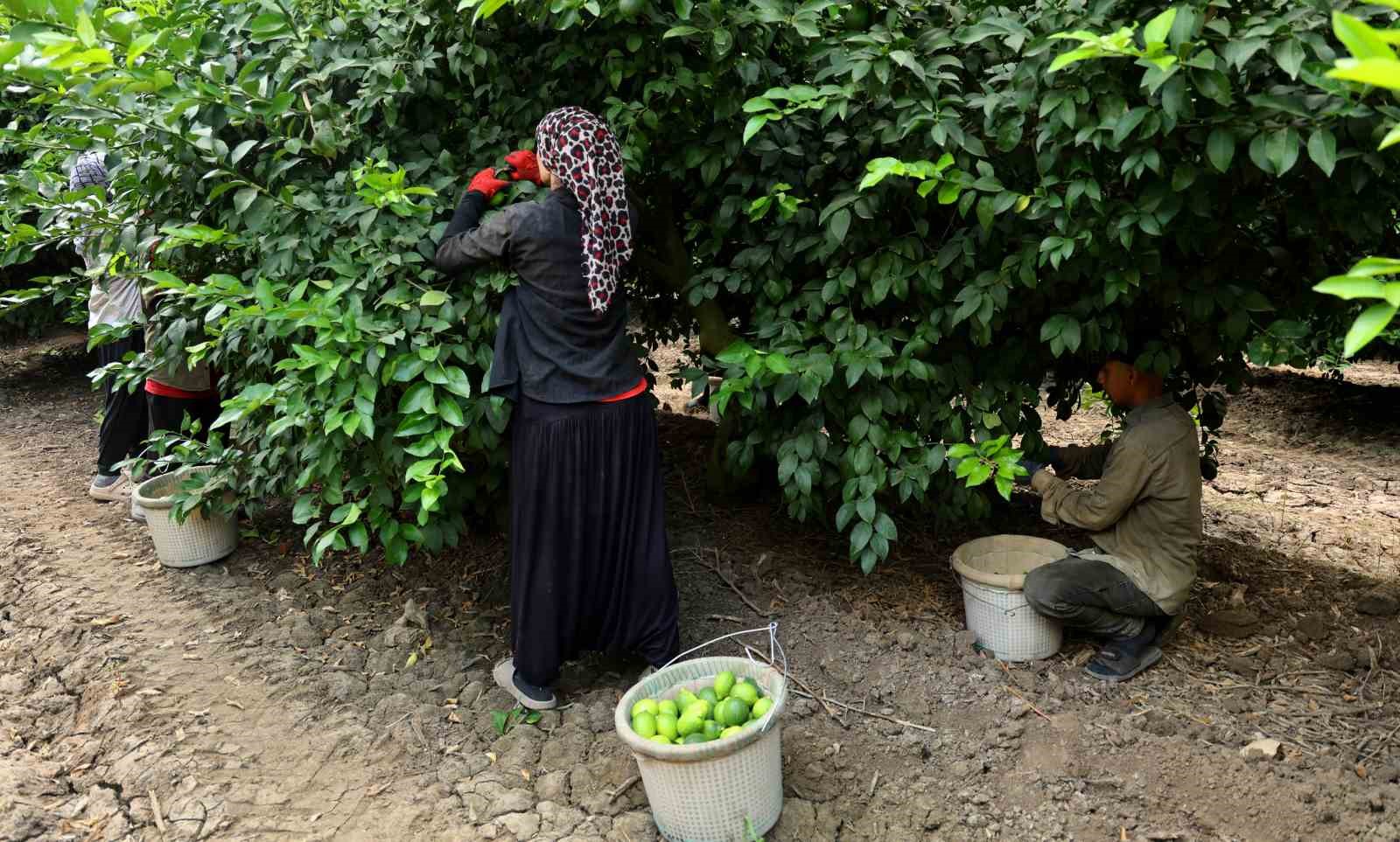Limonda fiyatı düşürecek hasat başladı
