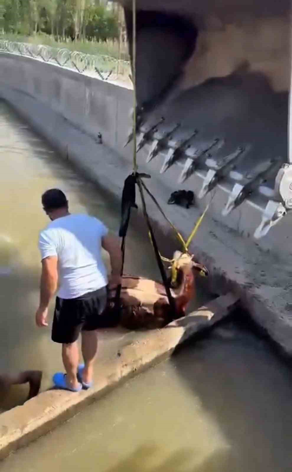 Iğdır’da kanala düşen inek kepçe ile kurtarıldı