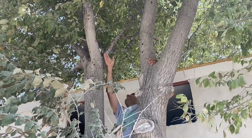 Ağa&ccedil;ta mahsur kalan yavru kedi vatandaşın dikkatiyle kurtarıldı
